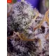 Banana Cream Cake XL Auto® - Sweet Seeds, 3+1
