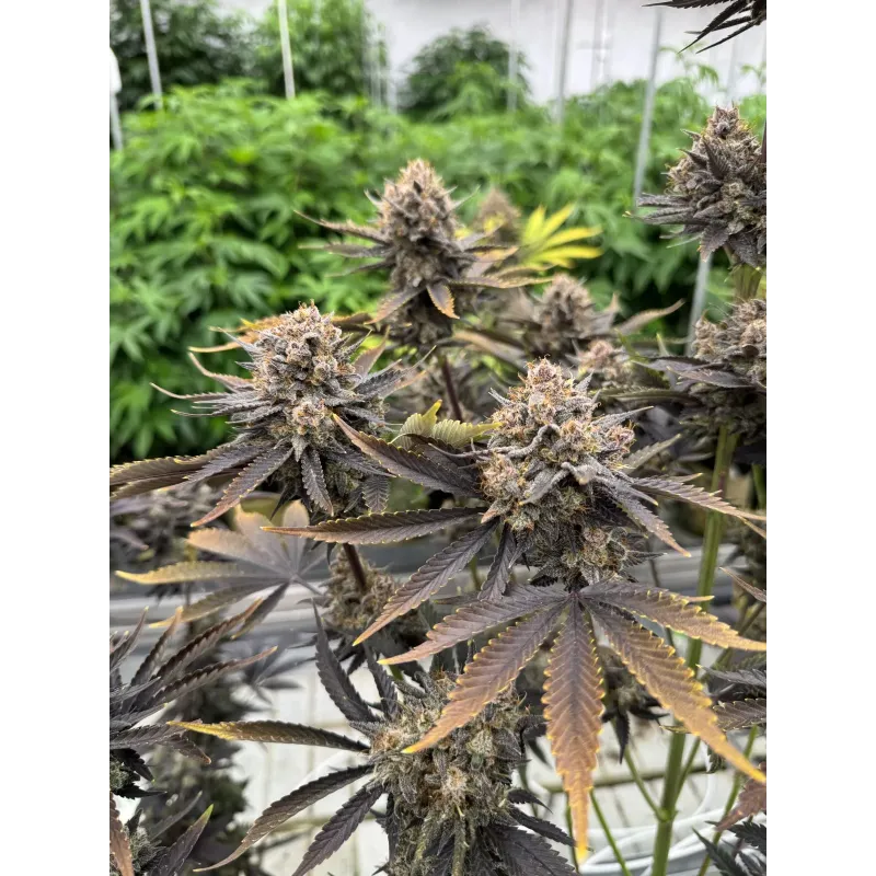 Banana Purple Punch Auto RF3 - Fast Buds, 2