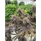 Banana Purple Punch Auto RF3 - Fast Buds, 2