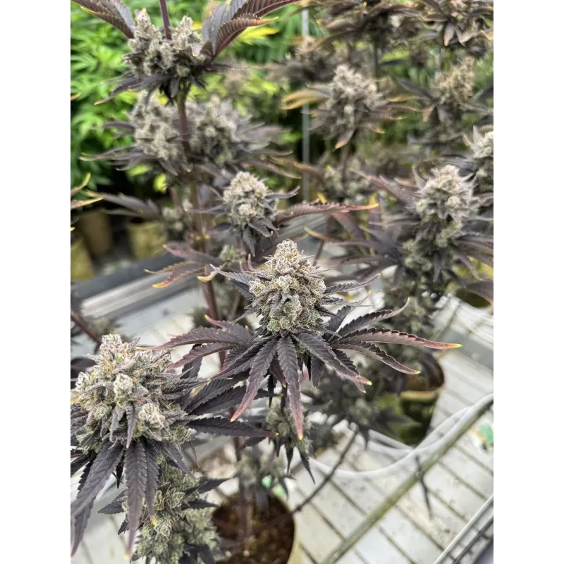 Banana Purple Punch Auto RF3 - Fast Buds, 2