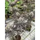 Banana Purple Punch Auto RF3 - Fast Buds, 2