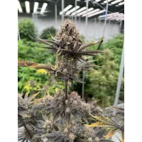 Banana Purple Punch Auto RF3 - Fast Buds, 2