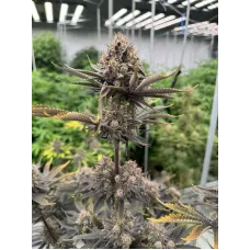 Banana Purple Punch Auto RF3 - Fast Buds, 10