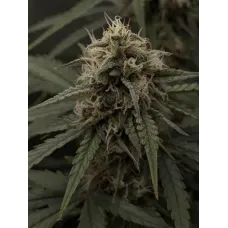 Banana Trip Auto - Teleport Seeds, 10