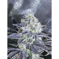 Black Star - Teleport Seeds, 3