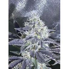 Black Star - Teleport Seeds, 10