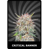 Critical Banner - BSC, 3