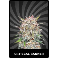 Critical Banner - BSC, 5