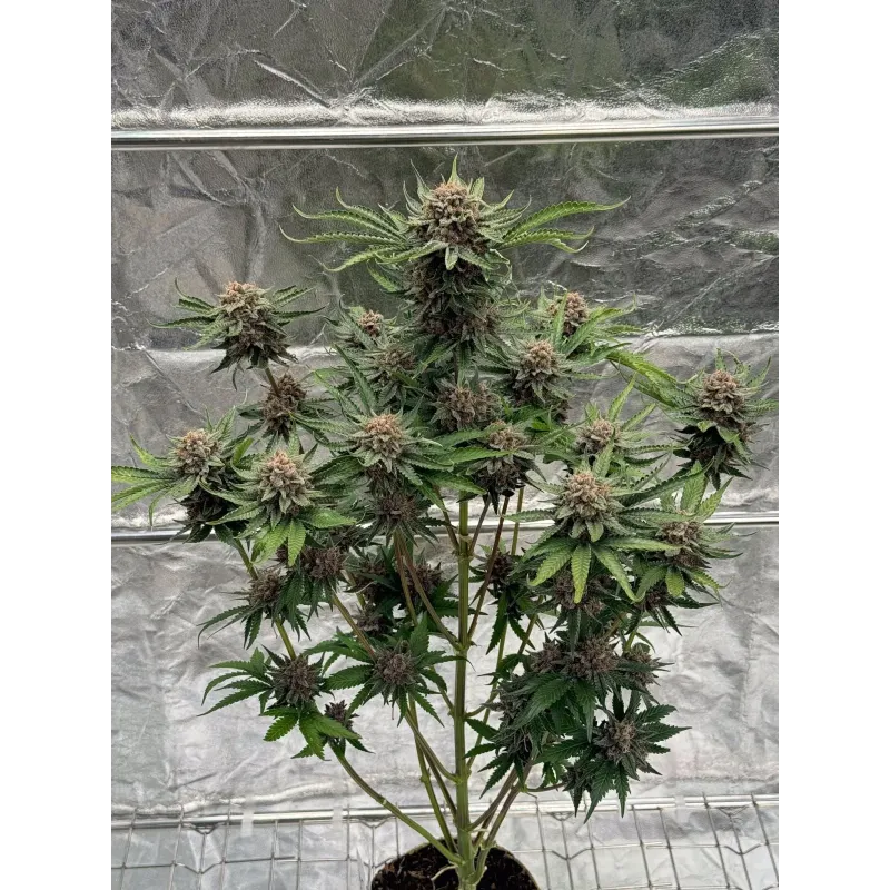 Cherry Cola Auto RF3 - Fast Buds, 2