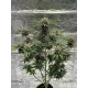 Cherry Cola Auto RF3 - Fast Buds, 2