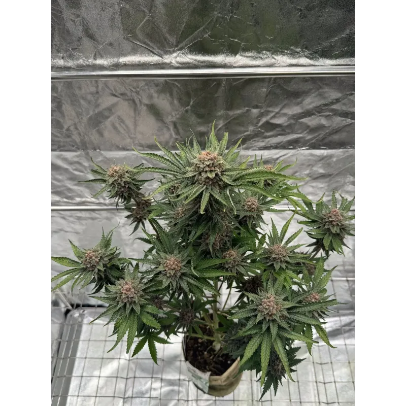 Cherry Cola Auto RF3 - Fast Buds, 2
