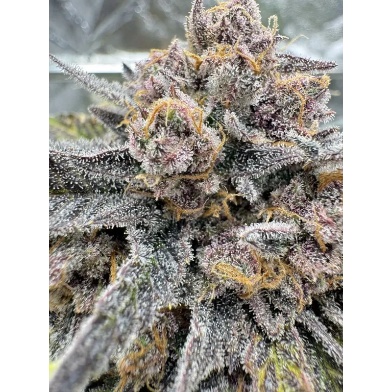 Cherry Cola Auto RF3 - Fast Buds, 2