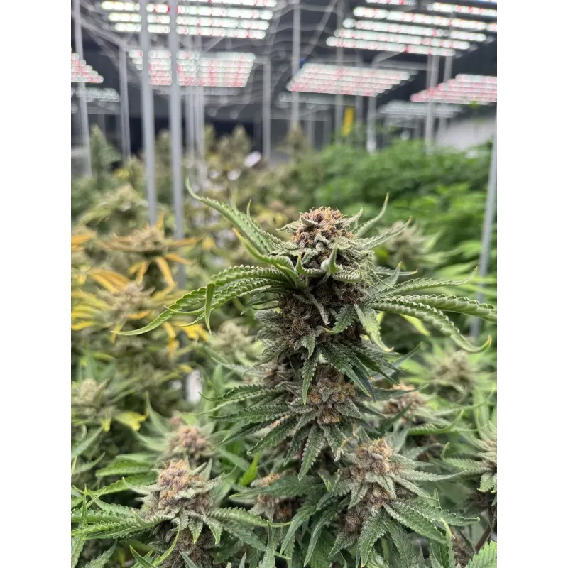 Cherry Cola Auto RF3 - Fast Buds, 2