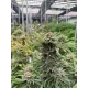 Cherry Cola Auto RF3 - Fast Buds, 2