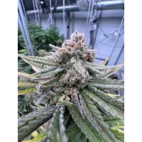 Cherry Cola Auto RF3 - Fast Buds, 2