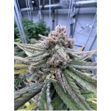 Cherry Cola Auto RF3 - Fast Buds, 5