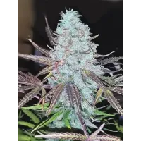 Cosmic Bloom - Teleport Seeds, 5