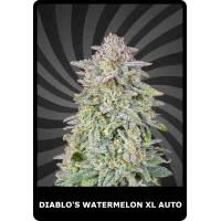 Diablo’s Watermelon XL Auto - BSC, 10