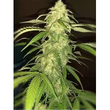 Dream Reactor Auto - Teleport Seeds, 10