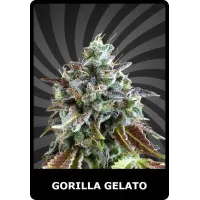Gorilla Gelato - BSC, 100