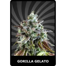 Gorilla Gelato - BSC, 5