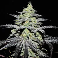 GR-APE ® - Delicious Seeds, 25