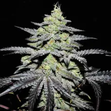 GR-APE ® - Delicious Seeds, 10+4
