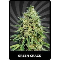 Green Crack - BSC, 10