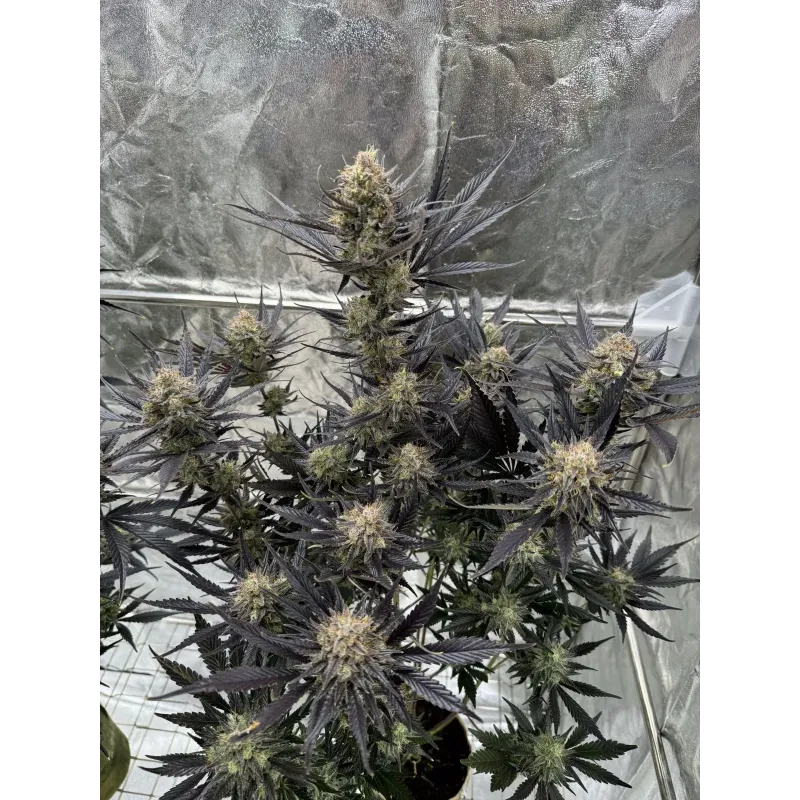 Guava Auto RF3 - Fast Buds, 2