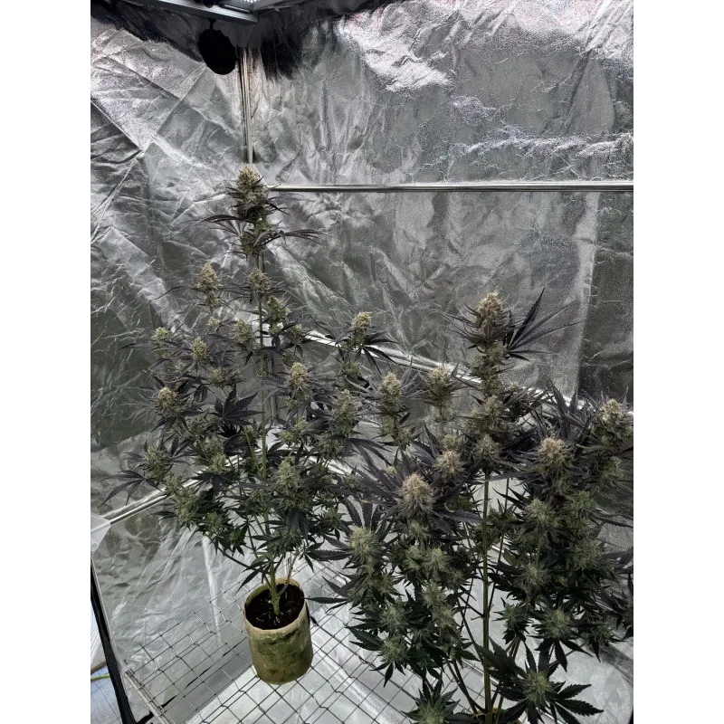Guava Auto RF3 - Fast Buds, 2