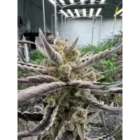 Guava Auto RF3 - Fast Buds, 2