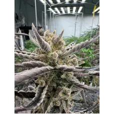 Guava Auto RF3 - Fast Buds, 5