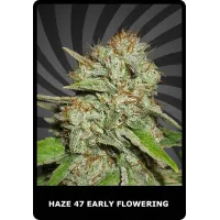 Haze 47 Early Flowering - BSC, 100