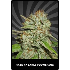 Haze 47 Early Flowering - BSC, 100