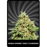 Mango Sherbet Early Flowering - BSC, 100
