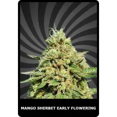 Mango Sherbet Early Flowering - BSC, 100