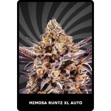Mimosa Runtz XL Auto - BSC, 3