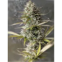 Milky Way Auto - Teleport Seeds, 5
