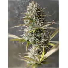 Milky Way Auto - Teleport Seeds, 10