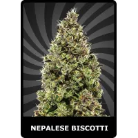 Nepalese Biscotti - BSC, 3