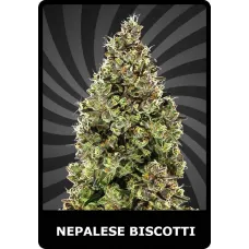 Nepalese Biscotti - BSC, 100