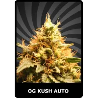 OG Kush Auto - BSC, 3