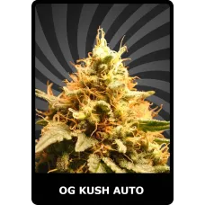 OG Kush Auto - BSC, 100