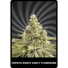 Papaya Runtz Early Flowering - BSC, 100