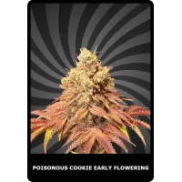 Poisonous Cookie Early Flowering - BSC, 3