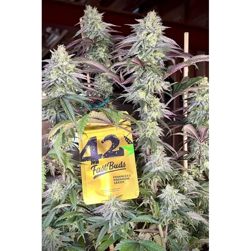 Papaya Sherbet - Fast Buds, 10