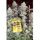 Papaya Sherbet - Fast Buds, 10