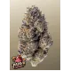 Papaya Sherbet - Fast Buds, 10