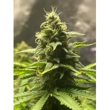 Stellar Fog Auto - Teleport Seeds, 10
