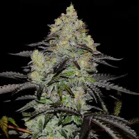 ZINNAPPLE ® - Delicious Seeds, 25